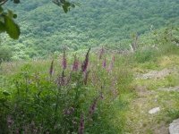 Suivez Léon sur les Landes du Beaujolais avec les Guides de pays du Beaujolais !