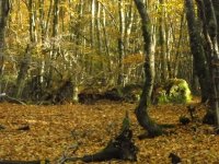 Balade nature des arbres du Beaujolais dans le massif de la Roche d'Ajoux