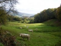 Balade nature avec un guide du pays, massif du st Rigaud Beaujolais ver