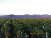 Balade des crus du Beaujolais à la terrasse de Chiroubles