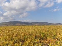 Balade des crus à la terrasse de Chirouble Chiroubles