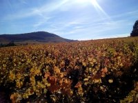 Balade Mont Brouilly. Geopark visite avec guide de pays