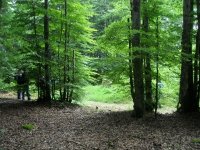 Balade nature dans le Beaujolais vert, hêtraie de la Roche d'Ajoux