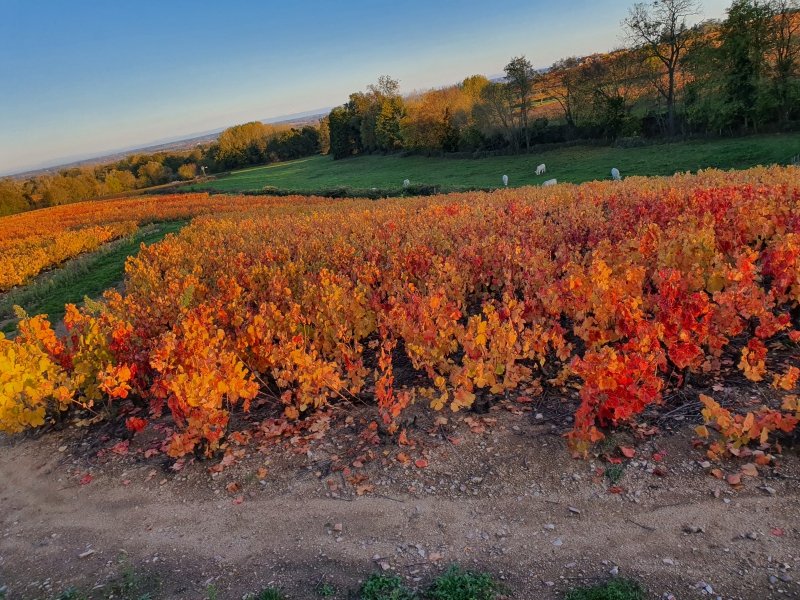 Balade oeonolgique des crus du Beaujolais