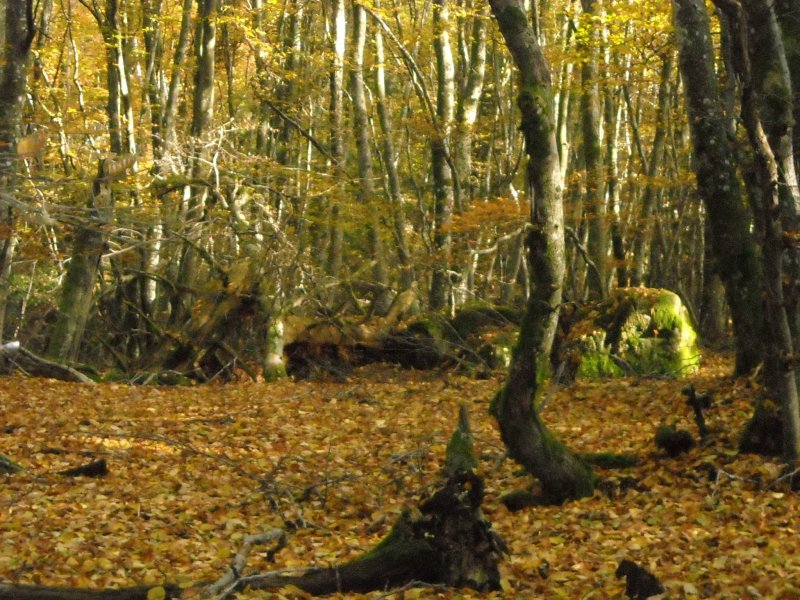 Balade nature des arbres du Beaujolais dans le massif de la Roche d'Ajoux