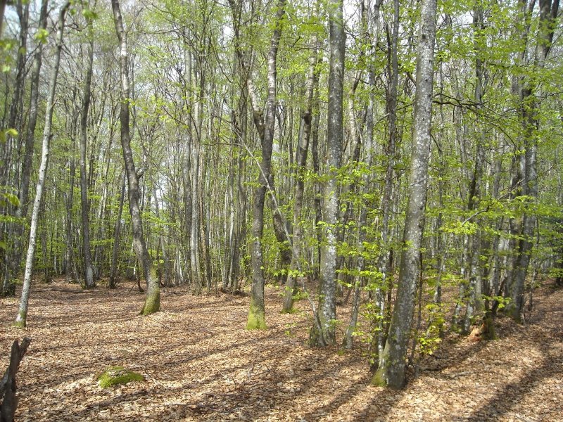 Balade nature dans le Beaujolais vert, hêtraie de la Roche d'Ajoux