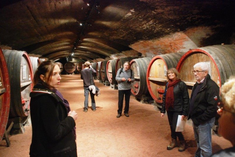 Guidage et dégustation en Beaujolais vignoble