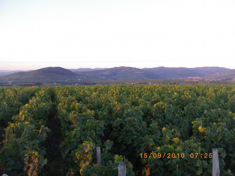 Balade des crus du Beaujolais à la terrasse de Chiroubles