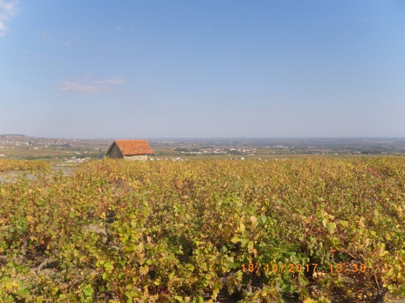 Balade oeonolgique des crus du Beaujolais