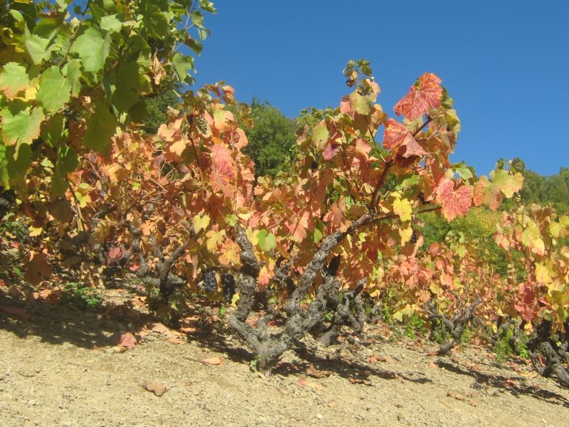 Balade des crus du Beaujolais à la terrasse de Chiroubles