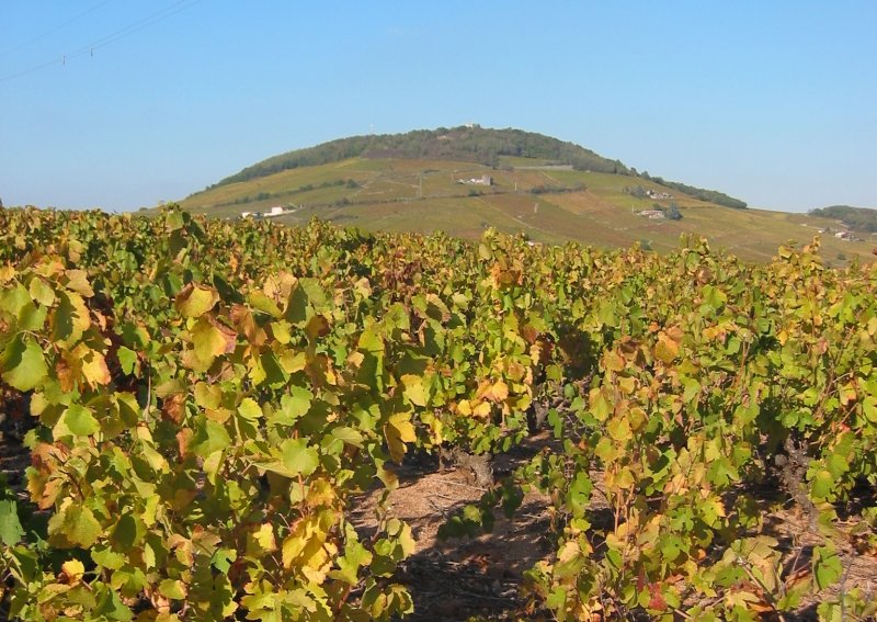 Balade Mont Brouilly. Geopark visite avec guide de pays