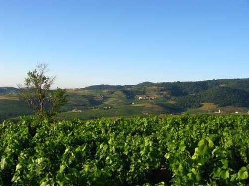 Balade des 10 crus du Beaujolais, vue panoramique